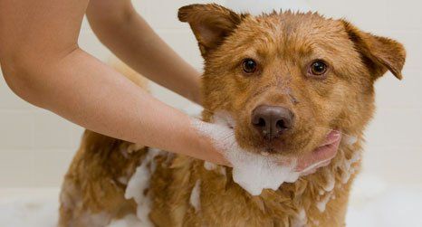 dog shampooing