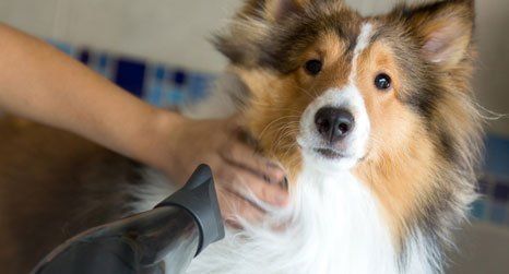 dog after grooming