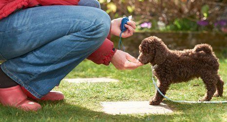 dog training