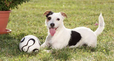 dog playing