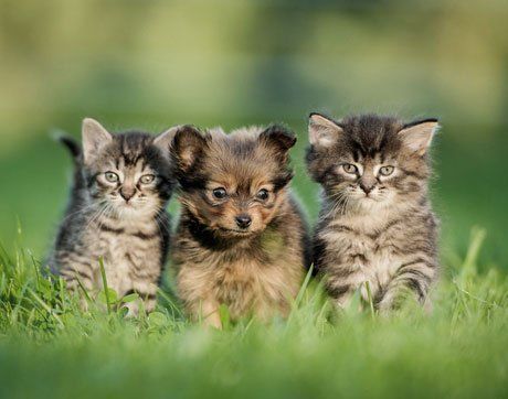 3 cats