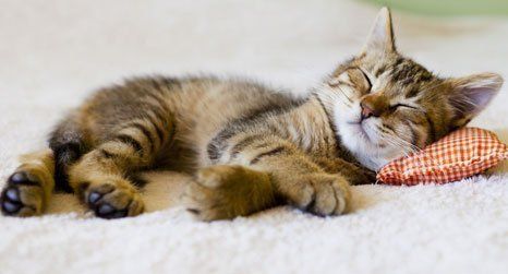 sleeping cat