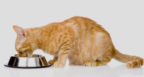 cat feeding