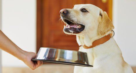 dog feeding