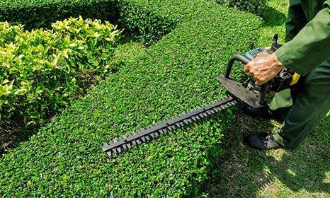 hedge trimmer