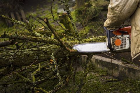 tree work