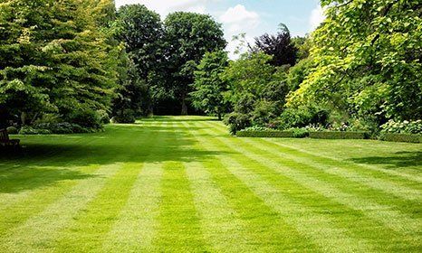lawn
