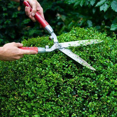 hedge trimming