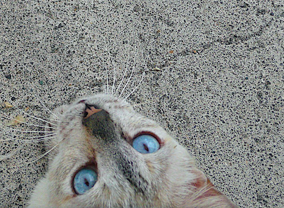 Katzen auf dem Campo Cimitero del Verano in Rom.