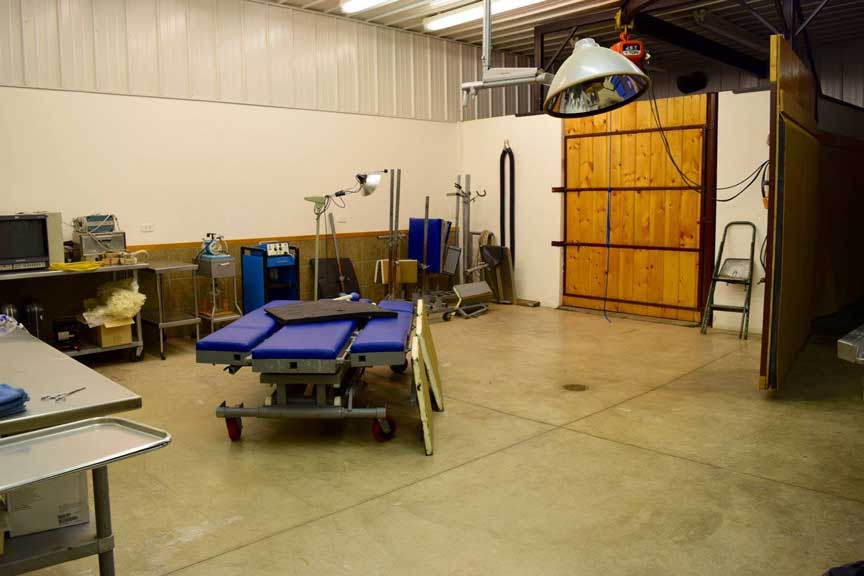 Large Animal Surgery