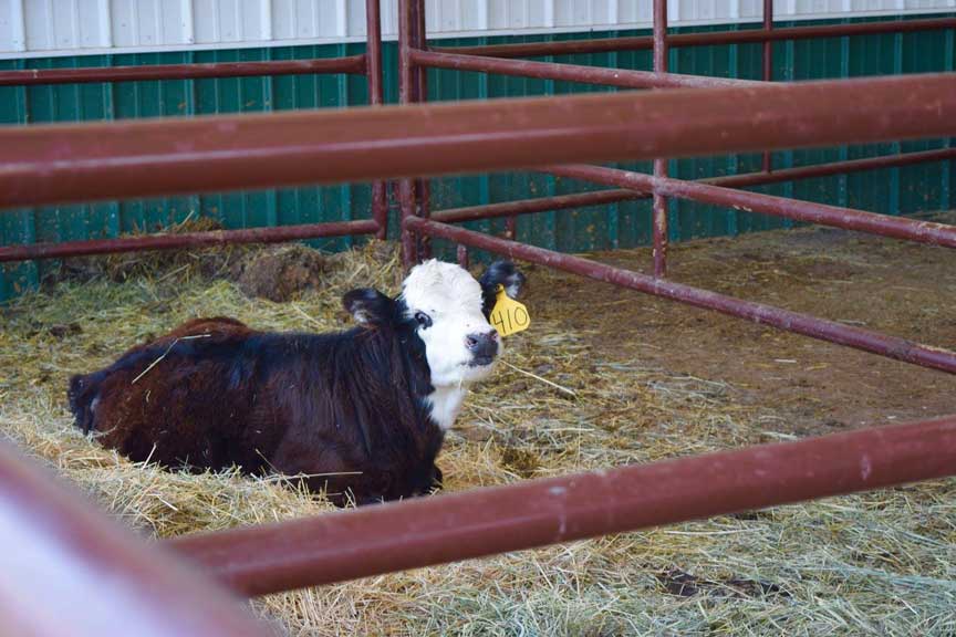 Bovine Hospitalization