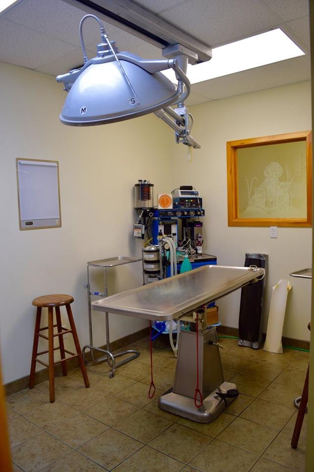 Small Animal Surgery