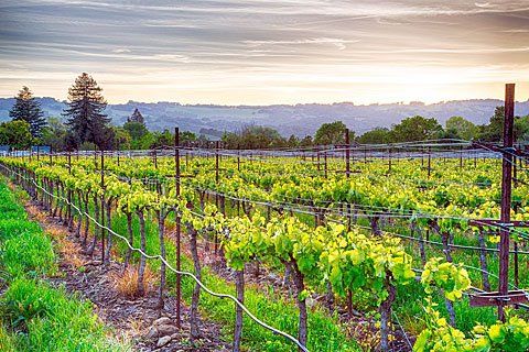 Santa Rosa, California