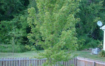 Growing Tree Forest — Springfield, MO — Nixa Lawn Service