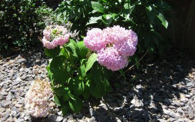 Plants with Flowers — Springfield, MO — Nixa Lawn Service
