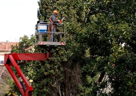Tree Service — Cutting Tree Branches in Gainesville, FL Tree Service — Cutting Tree Branches in Gainesville, FL