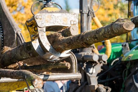 Land Clearing — Clearing Out Trimmed Branches in Gainesville, FL Land Clearing — Clearing Out Trimmed Branches in Gainesville, FL