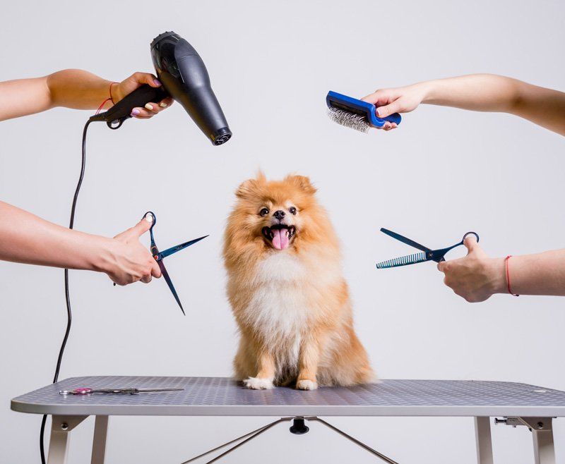 Dog Being Groom — Apex, NC — Town And Country Animal Care