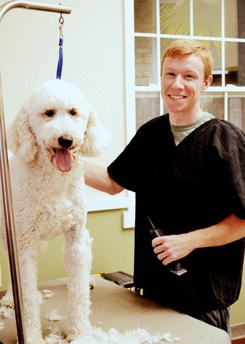 Bryan Grooming A Dog — Apex, NC — Town And Country Animal Care Bryan Grooming A Dog — Apex, NC — Town And Country Animal Care