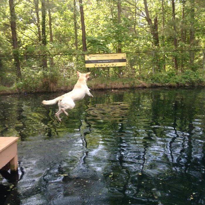 Dog Jumping On The Water — Apex, NC — Town And Country Animal Care Dog Jumping On The Water — Apex, NC — Town And Country Animal Care