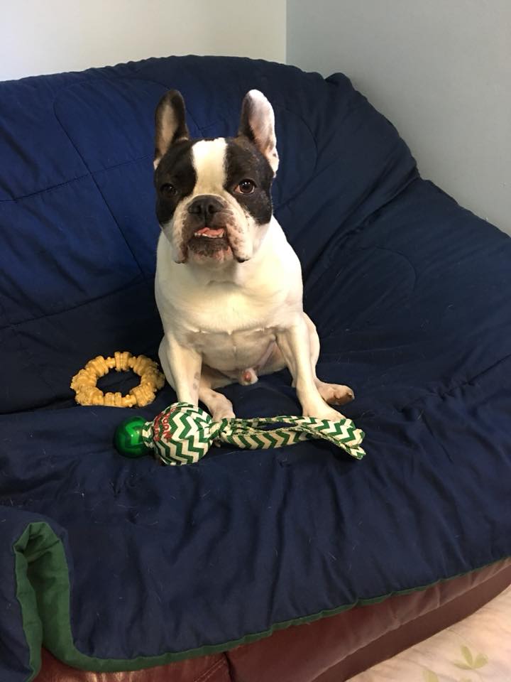 Pet Boarding in Suffolk County, NY