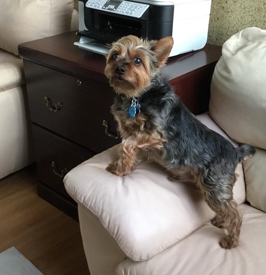 Pet Boarding in Baldwin, NY