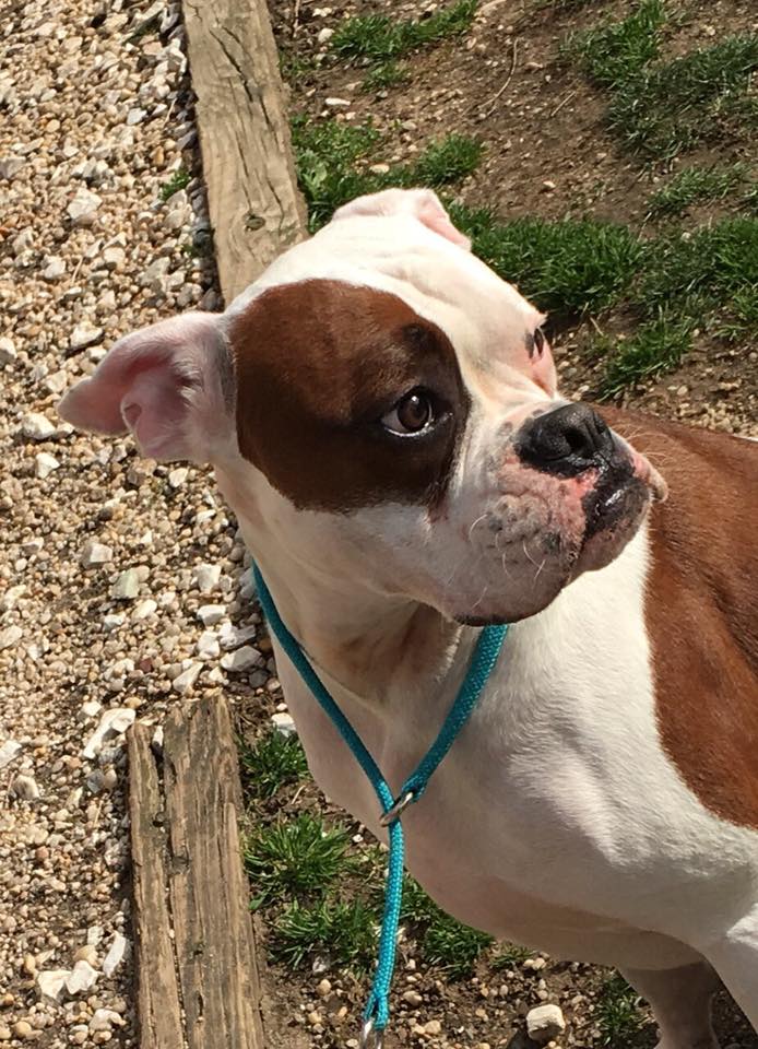 Pet Boarding in Merrick, NY