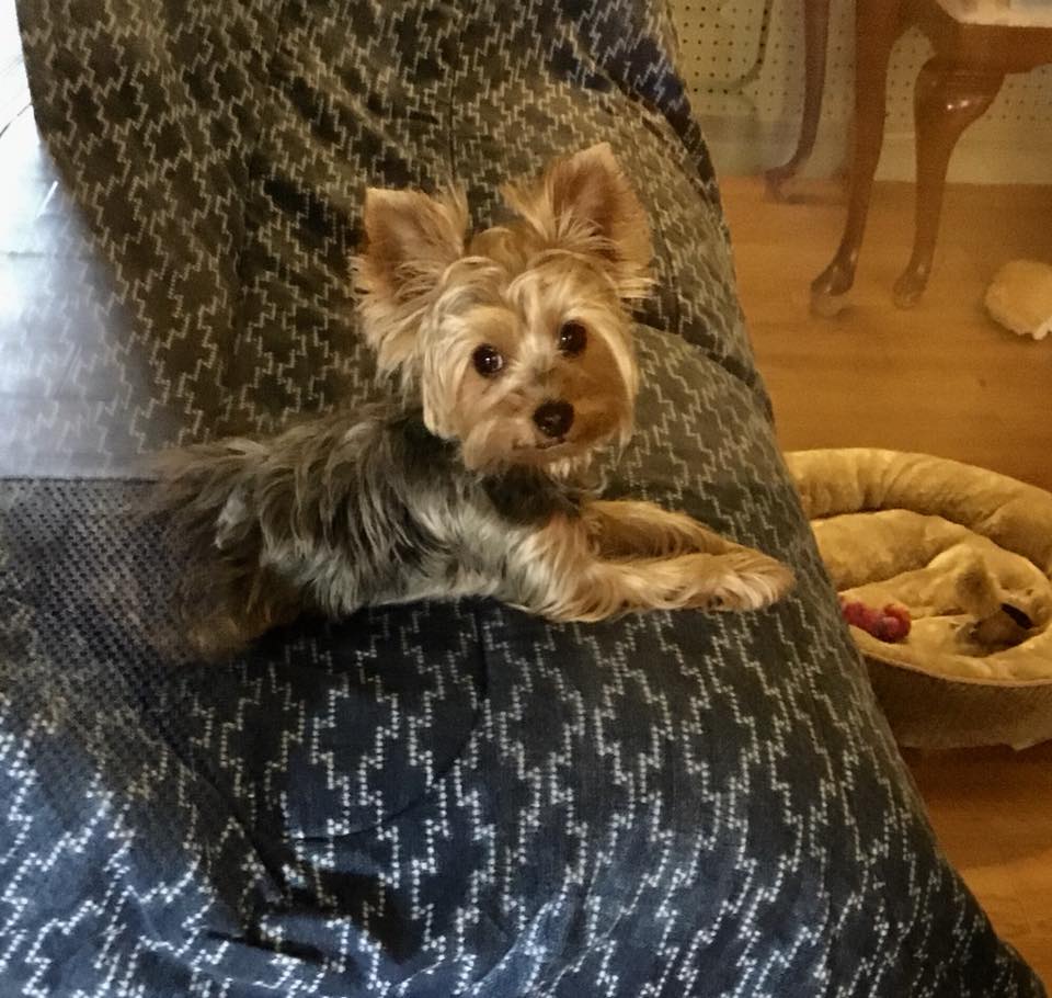 Pet Boarding in Rockville Centre, NY