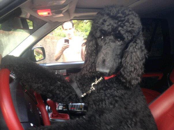 Pet Boarding in Baldwin, NY