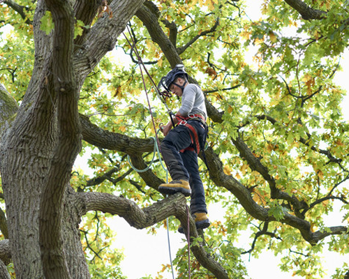 Site clearance and tree surgery