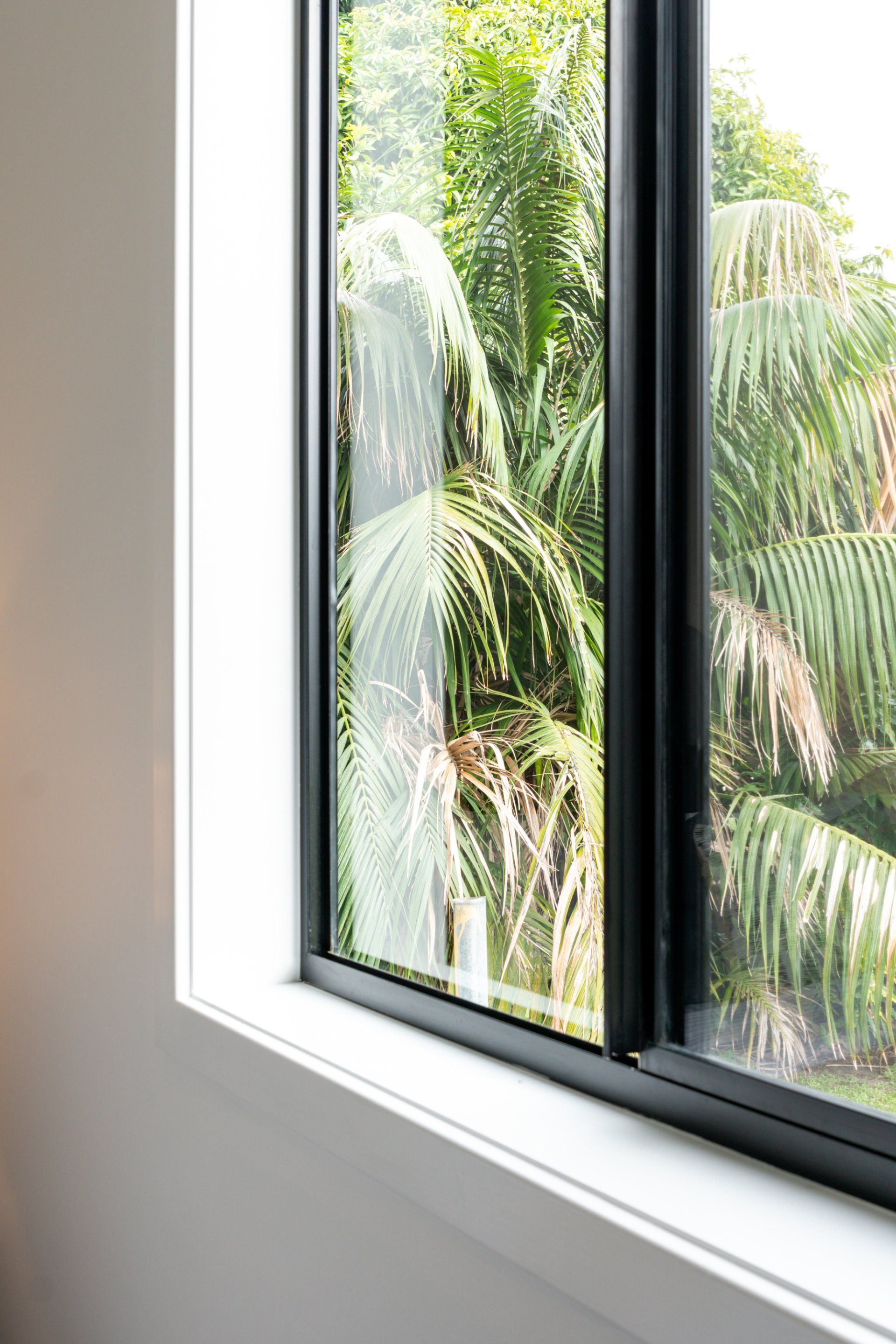 Black-framed window with a white frame. Outside, lush green palm trees are visible.