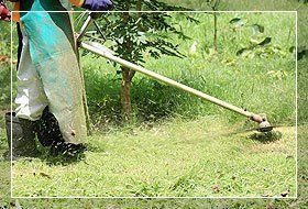grass cutting