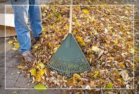 removing dry leaves