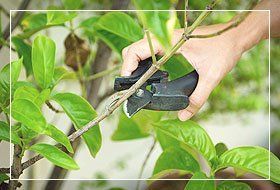 hedge cutting