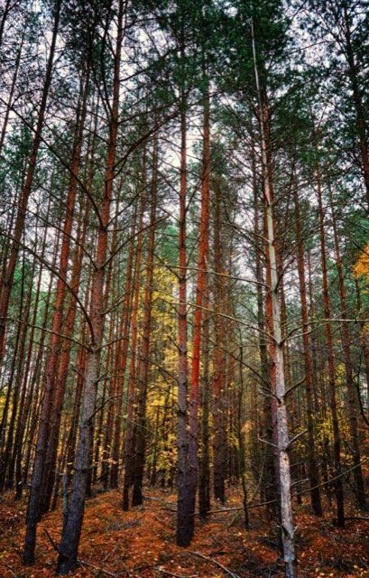 emondageduruisseau