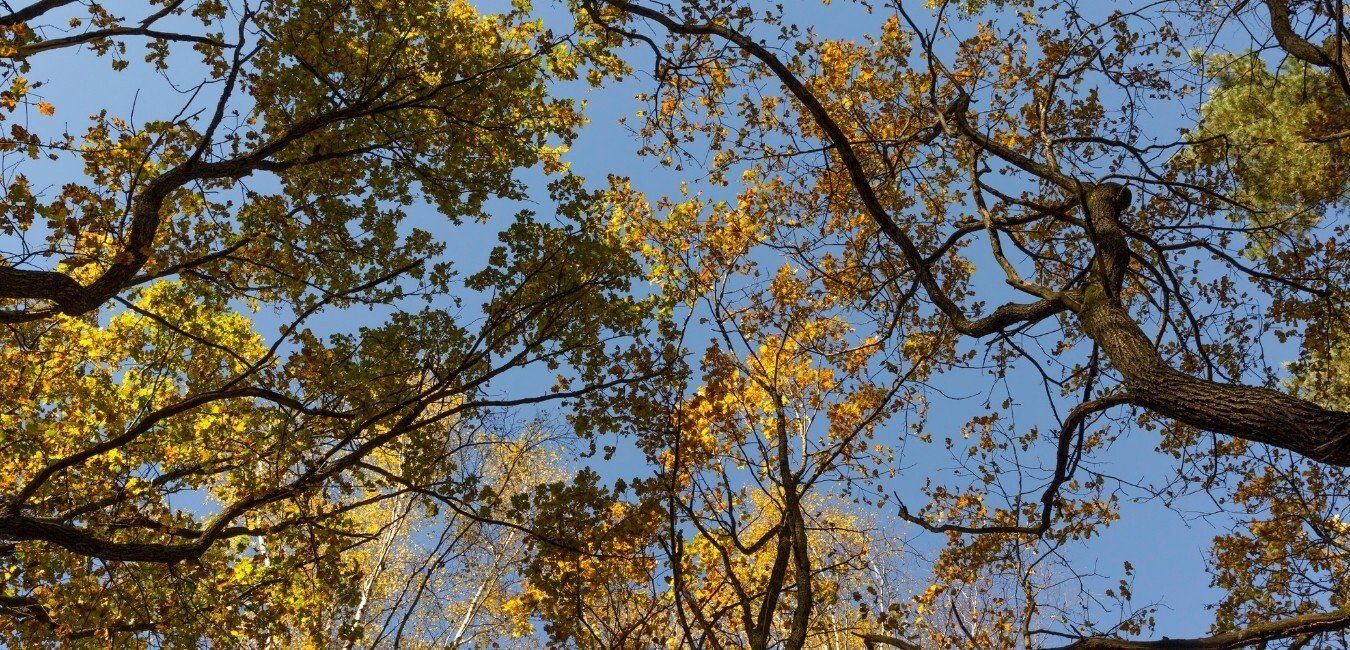 emondage buckingham