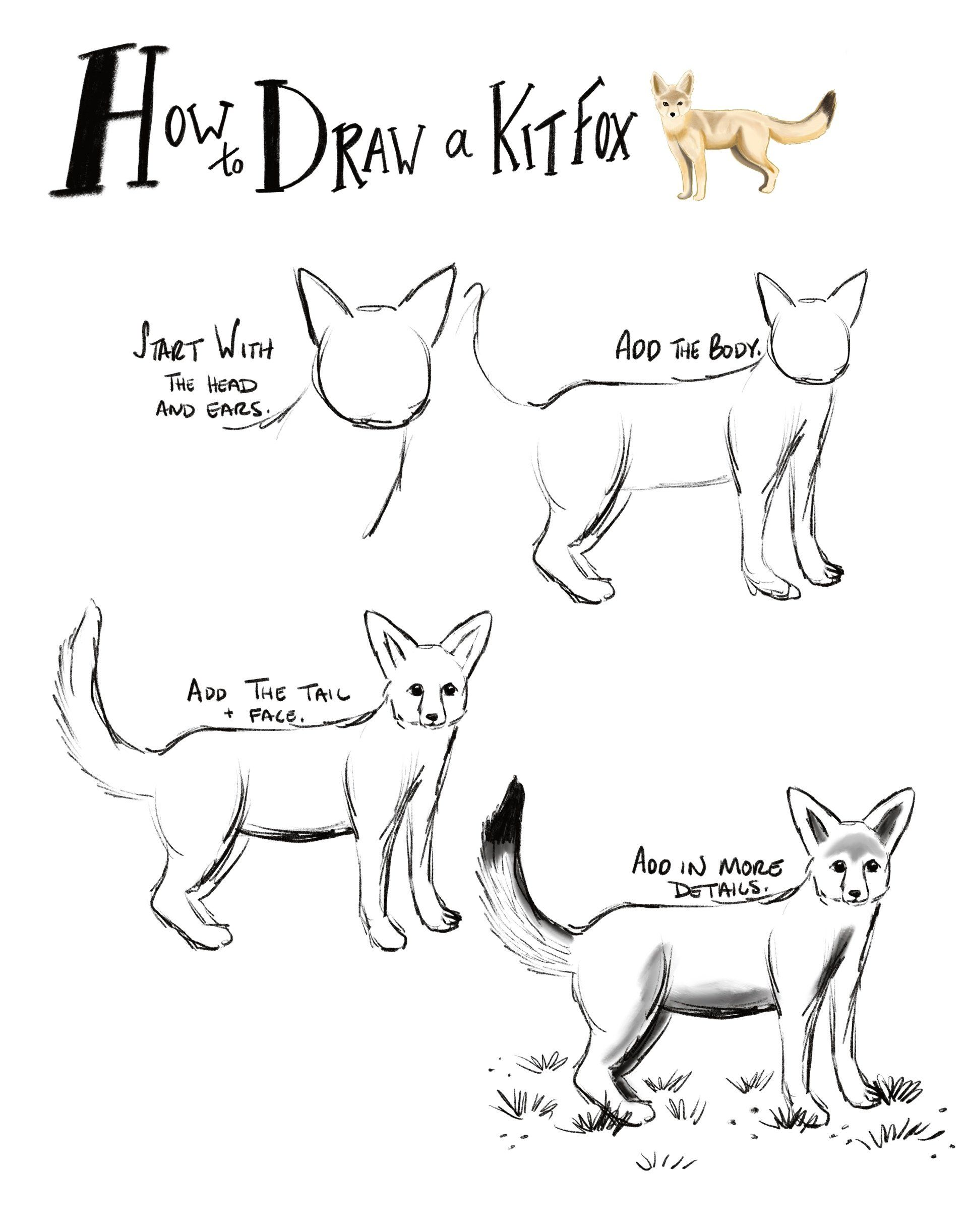 How to draw a kit fox for kids