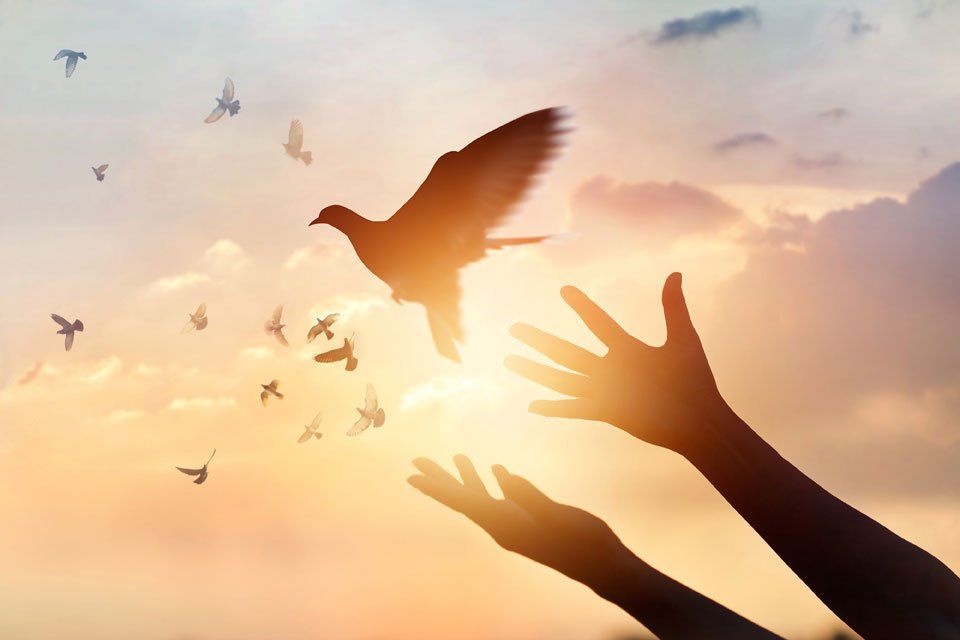 helping a bird fly