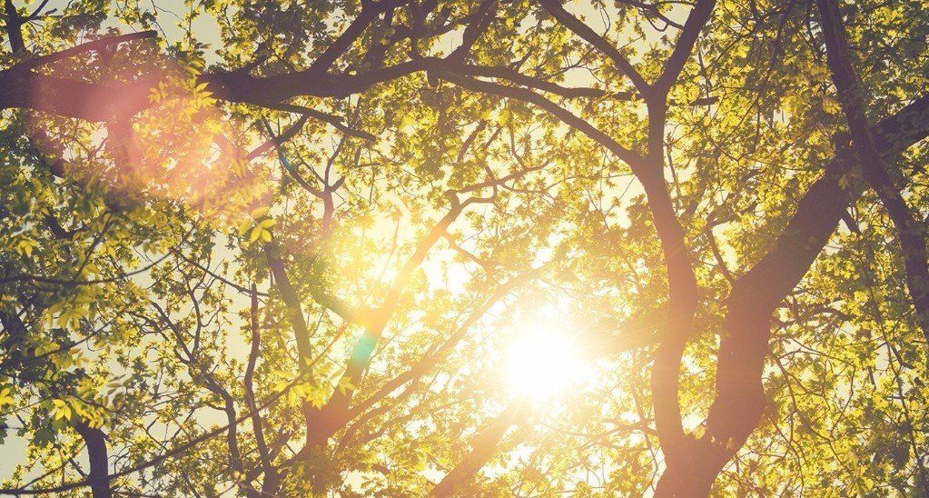 La luce del sole filtra attraverso i fitti rami verdi degli alberi, creando riflessi luminosi e un bagliore caldo e brillante.