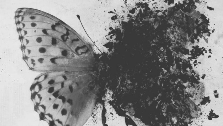 Un primo piano in scala di grigi mostra l'ala di una farfalla, caratterizzata da un motivo a righe, che si trasforma in un'esplosione scura, materica e sfumata di inchiostro.