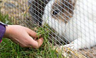 Pet-friendly cage wire