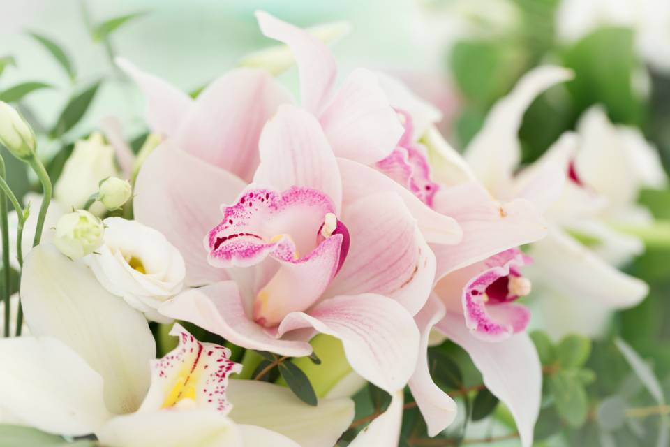 orchidea