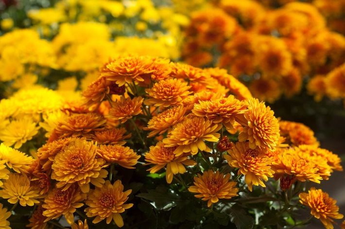 fiori per camera ardente delle pompe funebri a Perugia