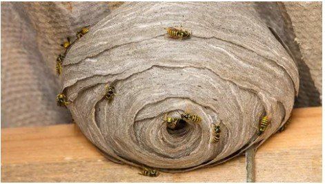 Wasp Nest Removal & Treatments Burton Wasp Nest Removal & Treatments Burton