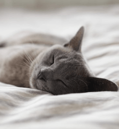 Reiki for cats