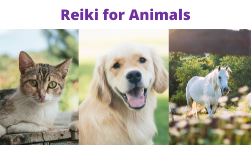 Reiki for animals