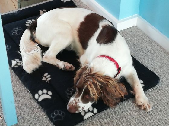 Reiki for dogs