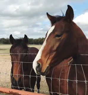 Alternative therapy for horses