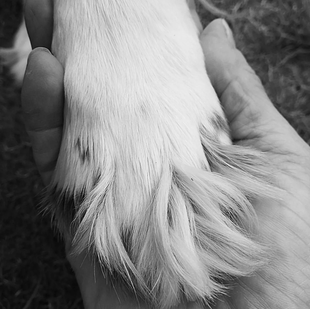 Palliative care for animals Reiki Tranquility