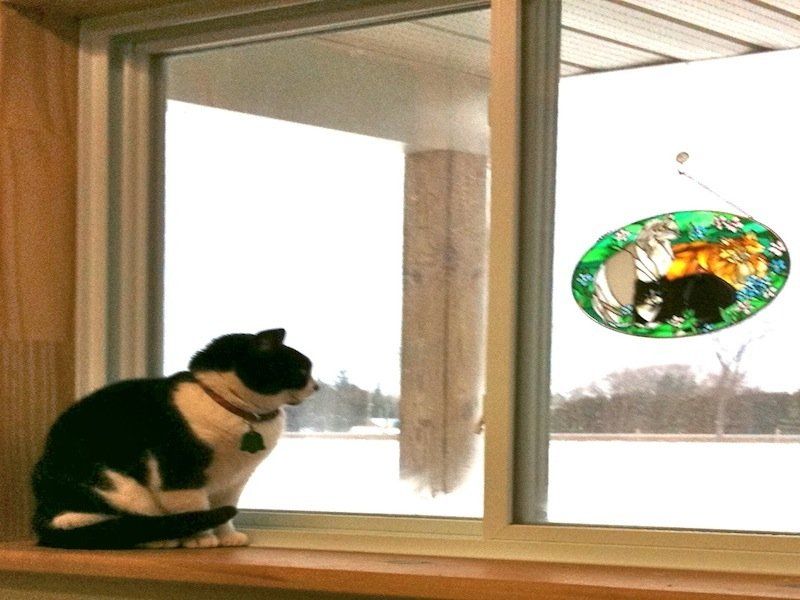 Cat on the window